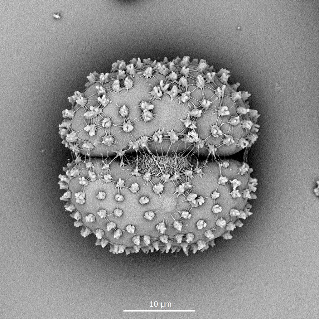 Cosmarium fontigenum